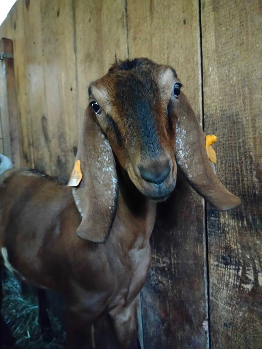 Sprzedam kozy anglonubijskie