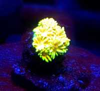 Goniopora super żółta . Koralowiec LPS . Akwarium morskie