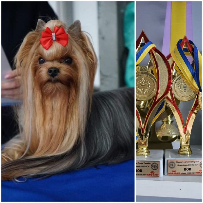 Вязка. Йоркширские терьеры, кобели для вязки