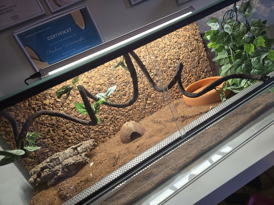 Terrarium wąż sprzedam