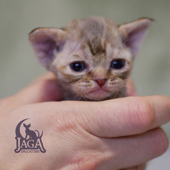 Devon Rex, dziewczynka
