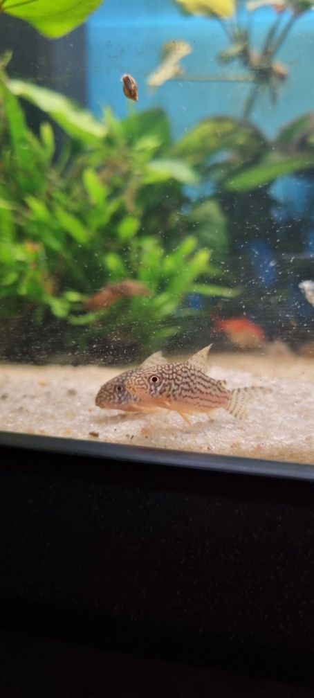 Kirysek sterby/ sterbai/corydoras sterbai