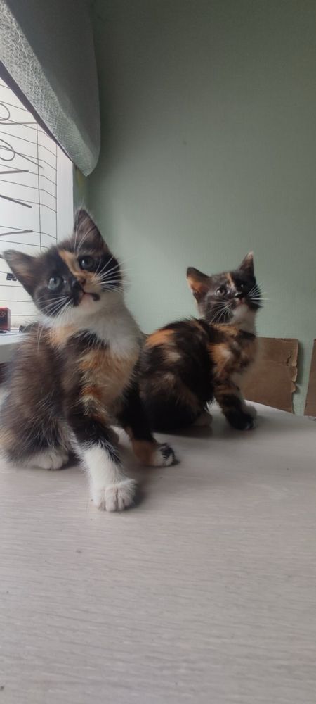 Котенята в добрі руки