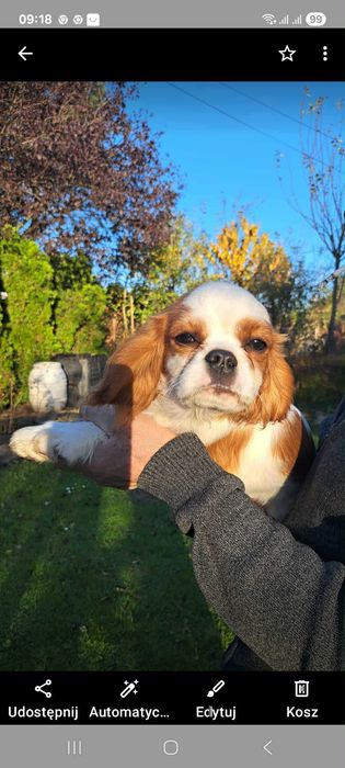 Cavalier King Charles Spaniel:)