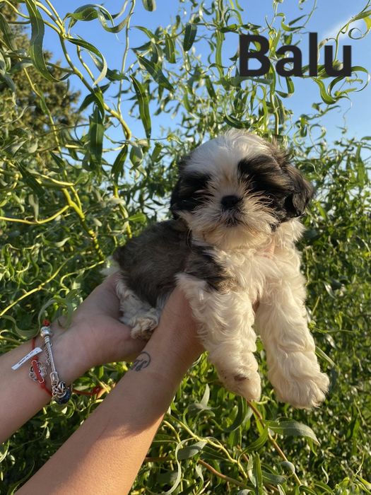 Szczeniaczek shih TZU