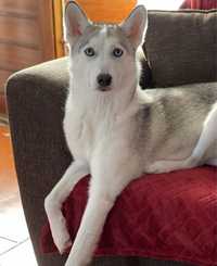 Husky femea 1 ano