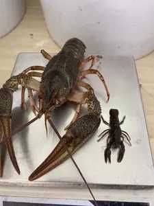 Свіжі РАКИ велетні доставка по Україні