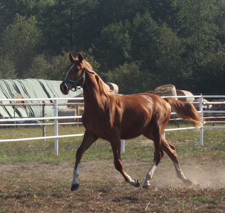 *** Ogierek wielkopolski ***