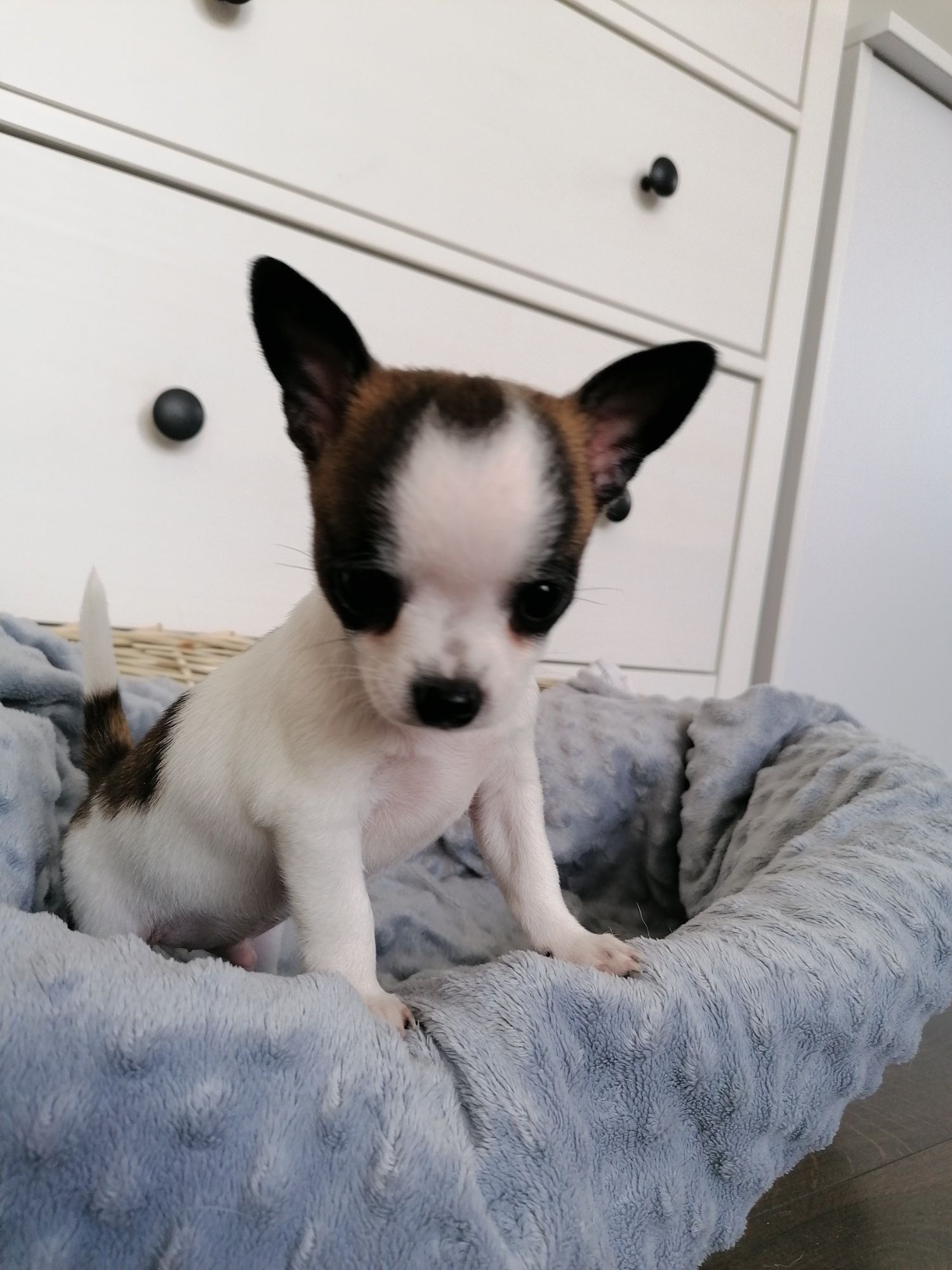Chłopiec Chihuahua krótkowłosy