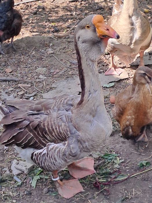 Gęsi kaczki Chołmogory 2022 r.