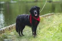 Dragon- psiak w typie flat retrievera