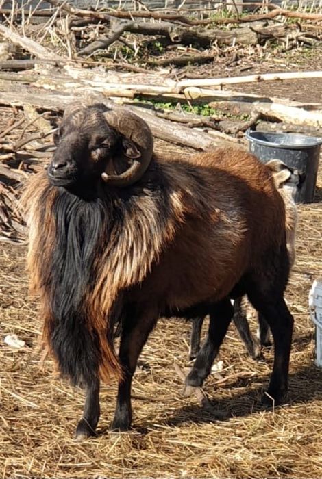 Baran tryk kamerun owca kameruńska młody