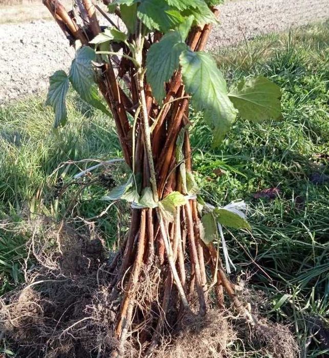 Sadzonki malin 30szt