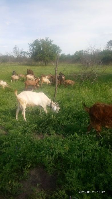 Продам коз дойных,  козлята 3-4 месяца