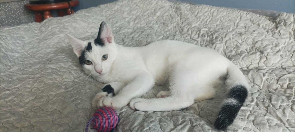 Remik i Romiś duet idealny