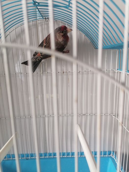 Canários Híbridos (Ler a descrição)