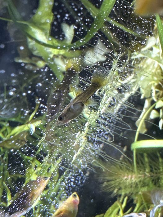 Gupiki pawie oczka/endlery/mix odmian