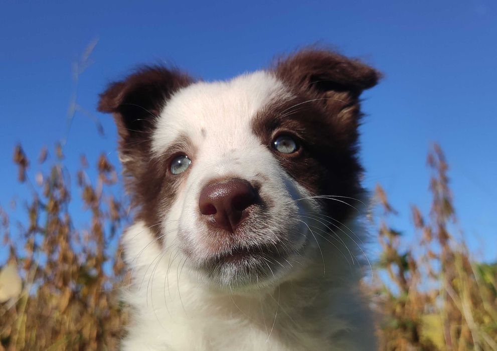 Piękna Rasowa Suczka Border Collie z pełną dok. hodowli