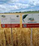 Jęczmień ozimy RGT MELA - wielorzędowy - Top Farms