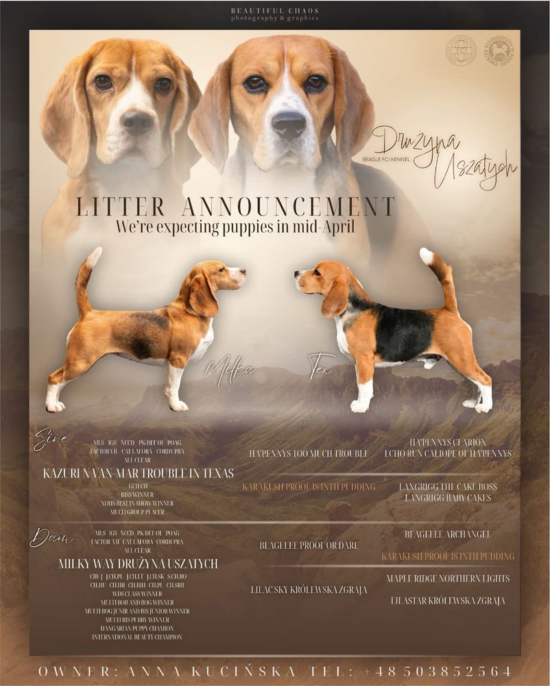 Beagle chłopiec ZKwP/FCI z domowej hodowli