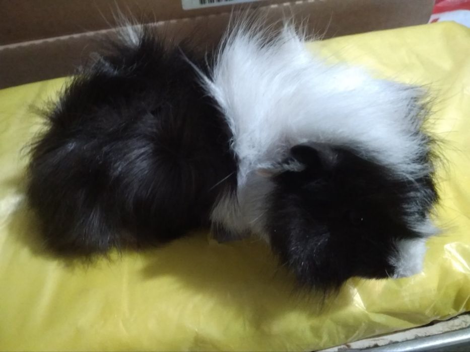 Разные породы морские свинки