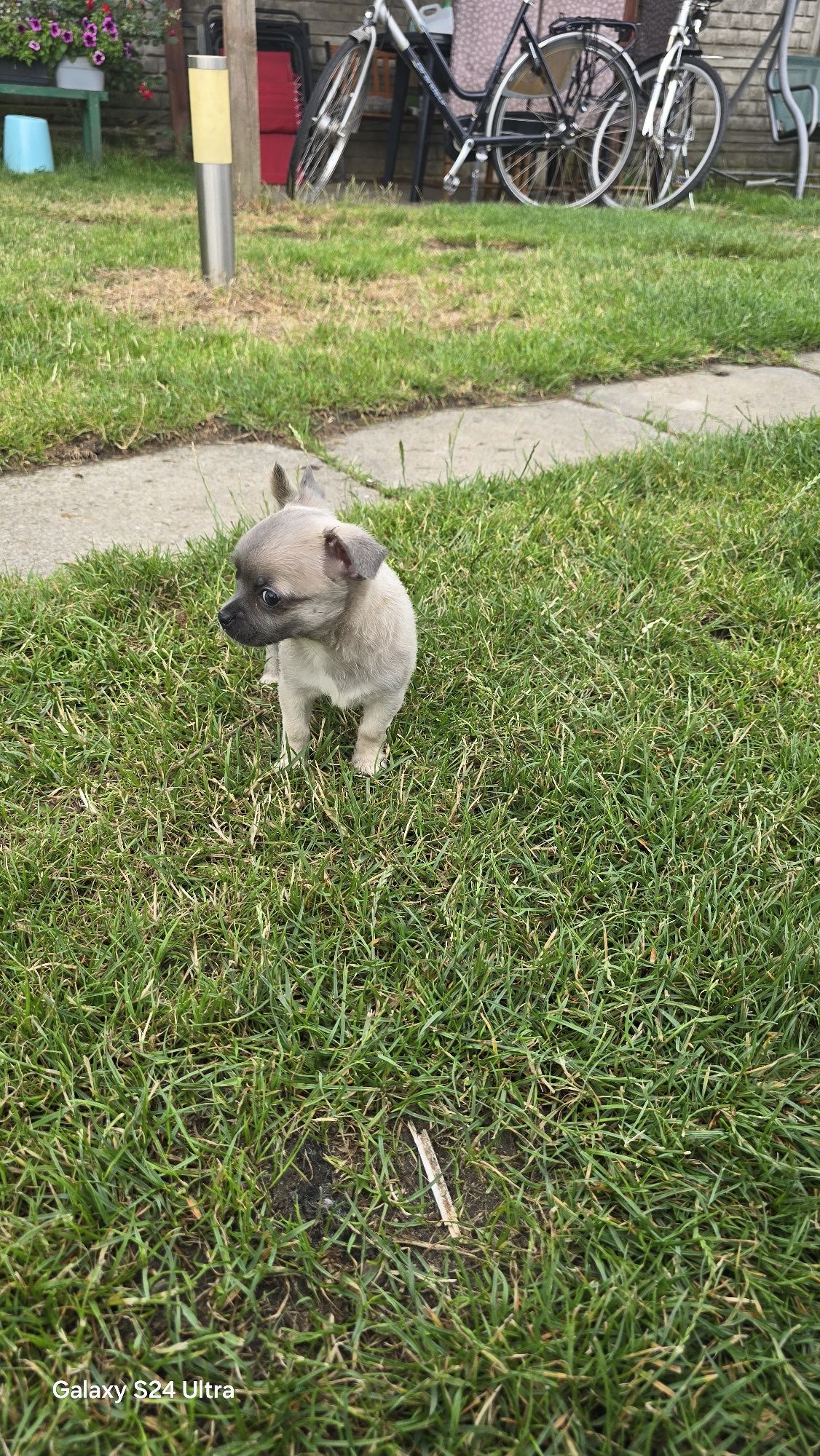 Śliczna Chihuahua suczka