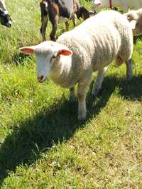 Baranki i owieczki do sprzedania
