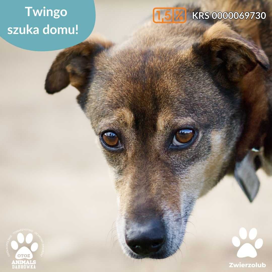 Twingo czeka na nowy dom
