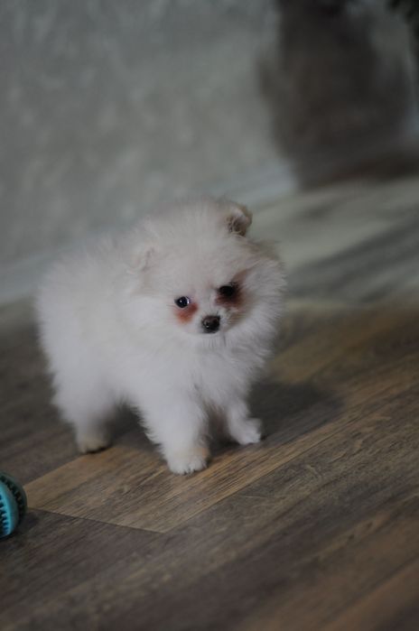 Белоснежная мини девочка померашечка