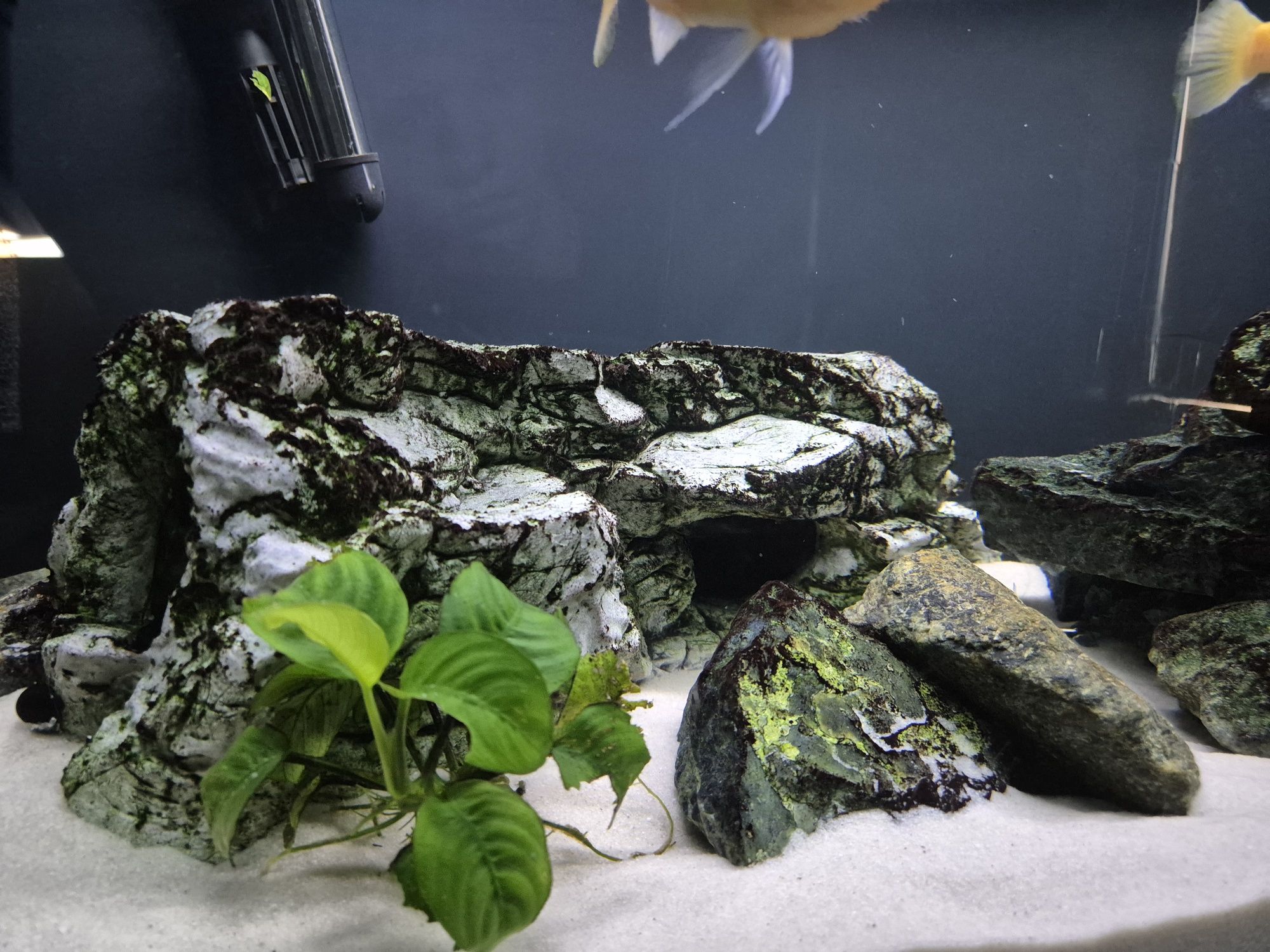 Akwarium Malawi 190L + pyszczaki + akcesoria