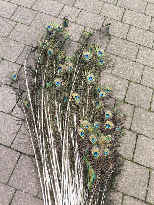 Sprzedam pawie pióra