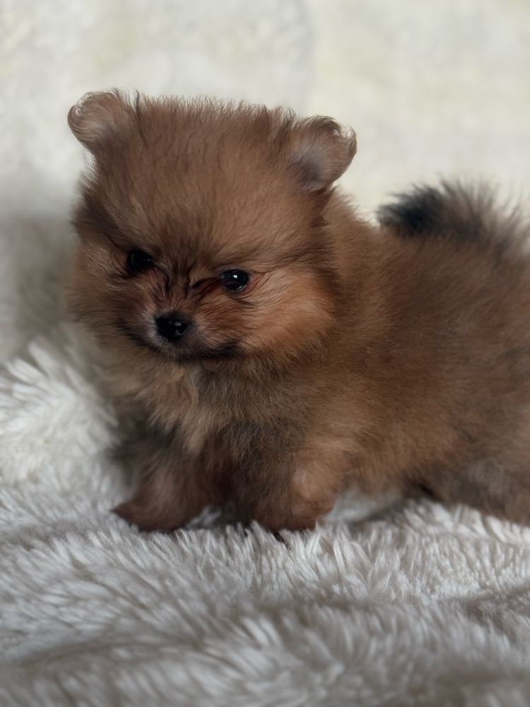 Szpic miniaturowy/Pomeranian - chłopiec
