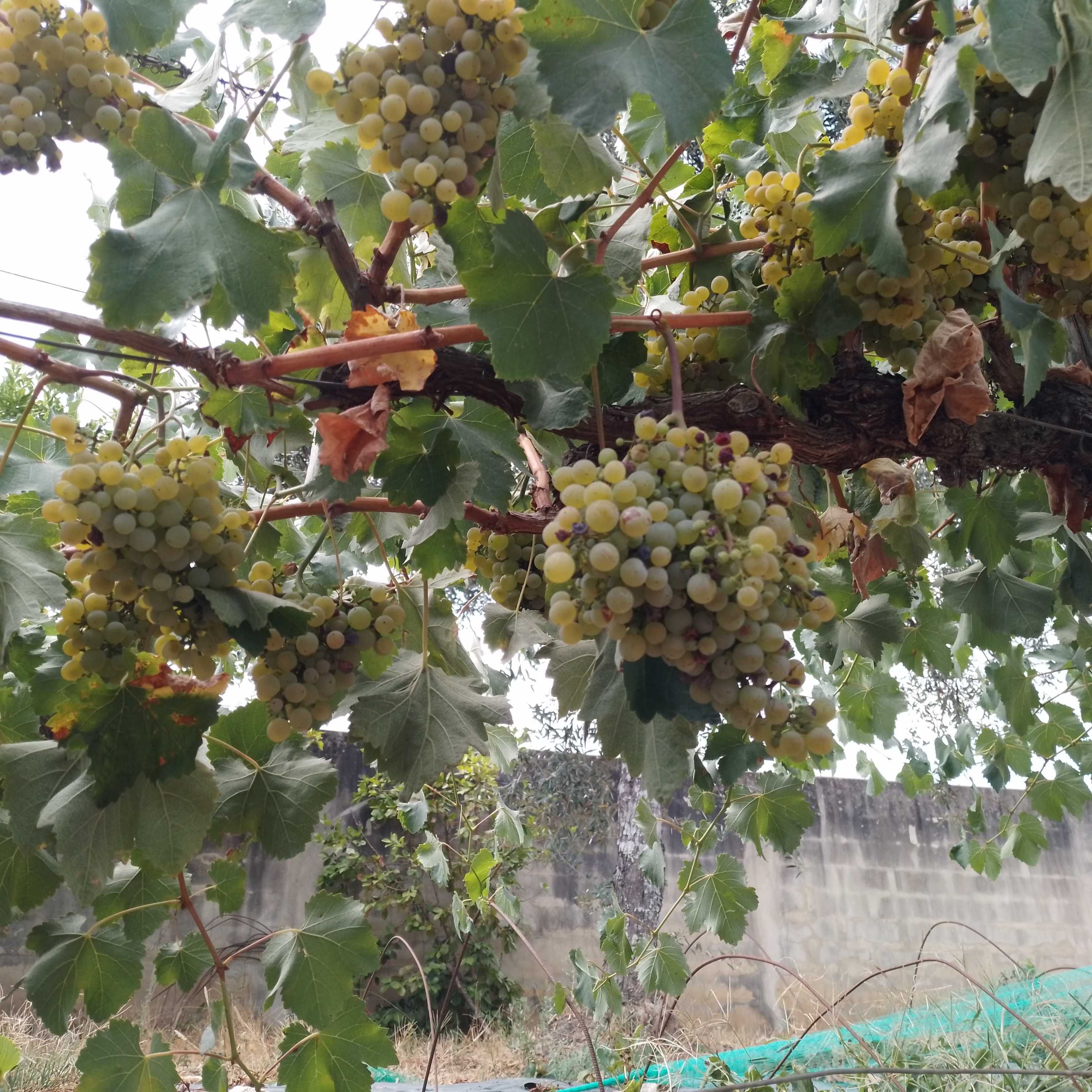 Uvas para fazer vinho na zona de São Martinho da Cortiça, Arganil.
