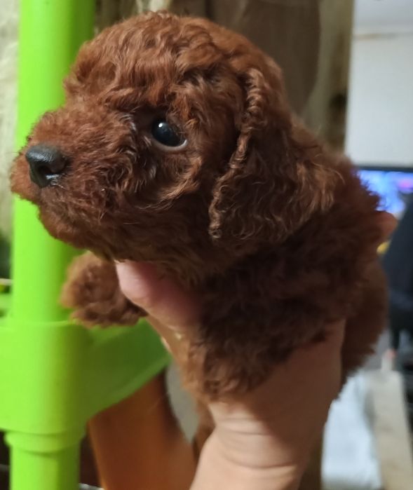 Цуценята той- Пуделя до бронювання.