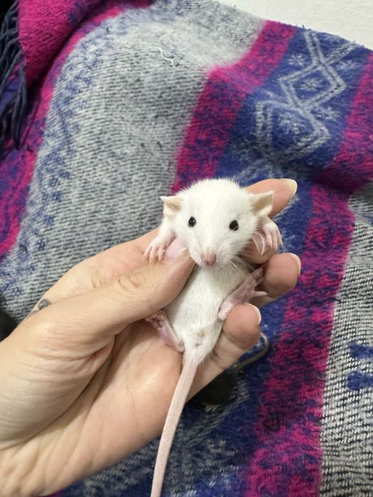 Пацюк криса щур пацюки