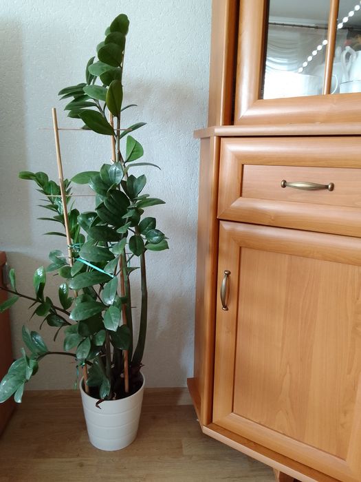 Zamiokulkas około 100 cm