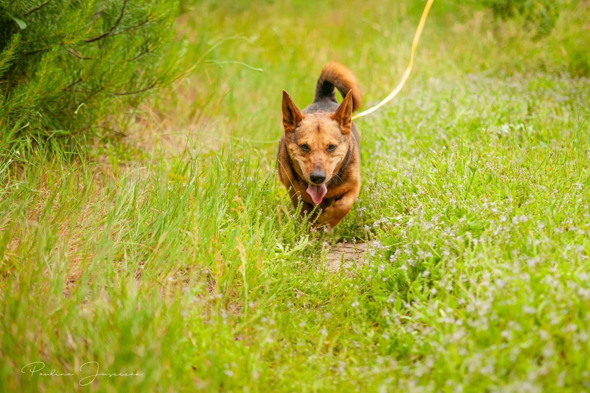 Uśmiechnięty, fajny Berni poleca się do adopcji!