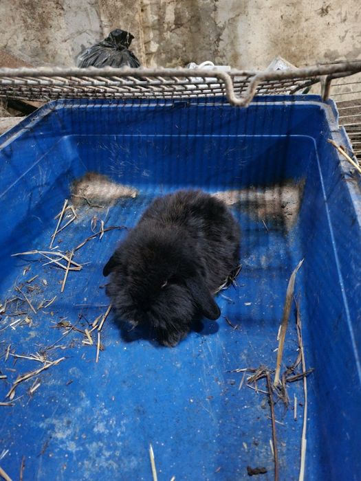 Coelhos anoes bebes mini lop, toy e holandeses