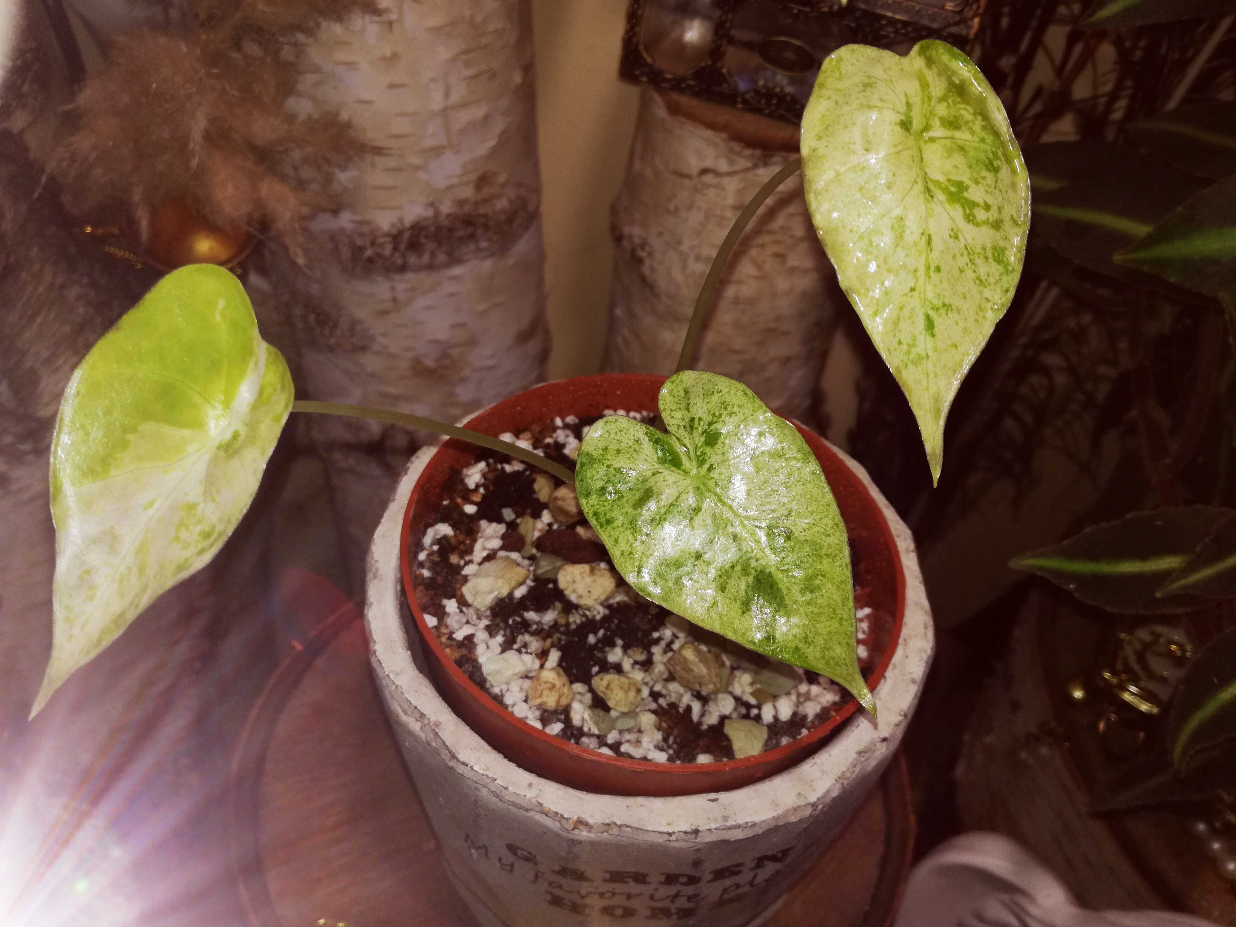 Alocasia ( Odora ) Splash Albo Variegata alokazja monstera philodendro