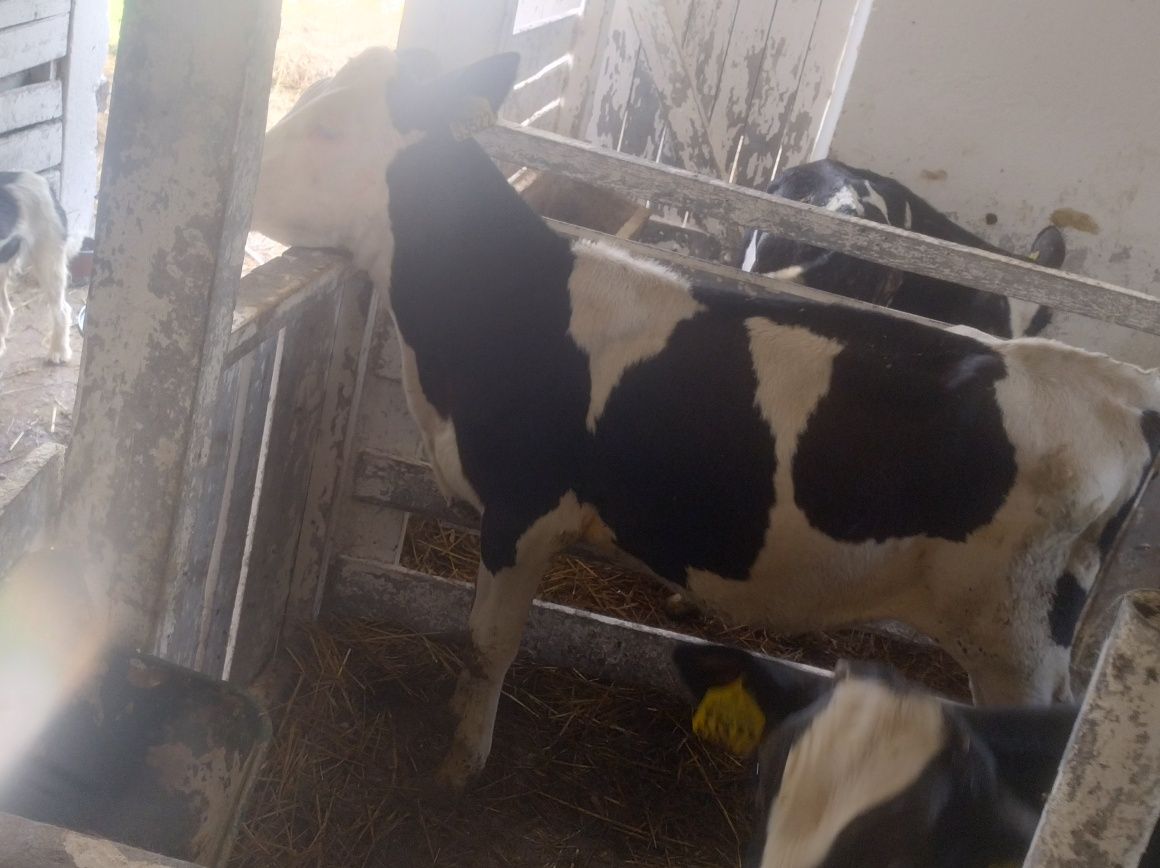 5 żarlakow byki i jałówka po 6 miesięcy duże odchowane