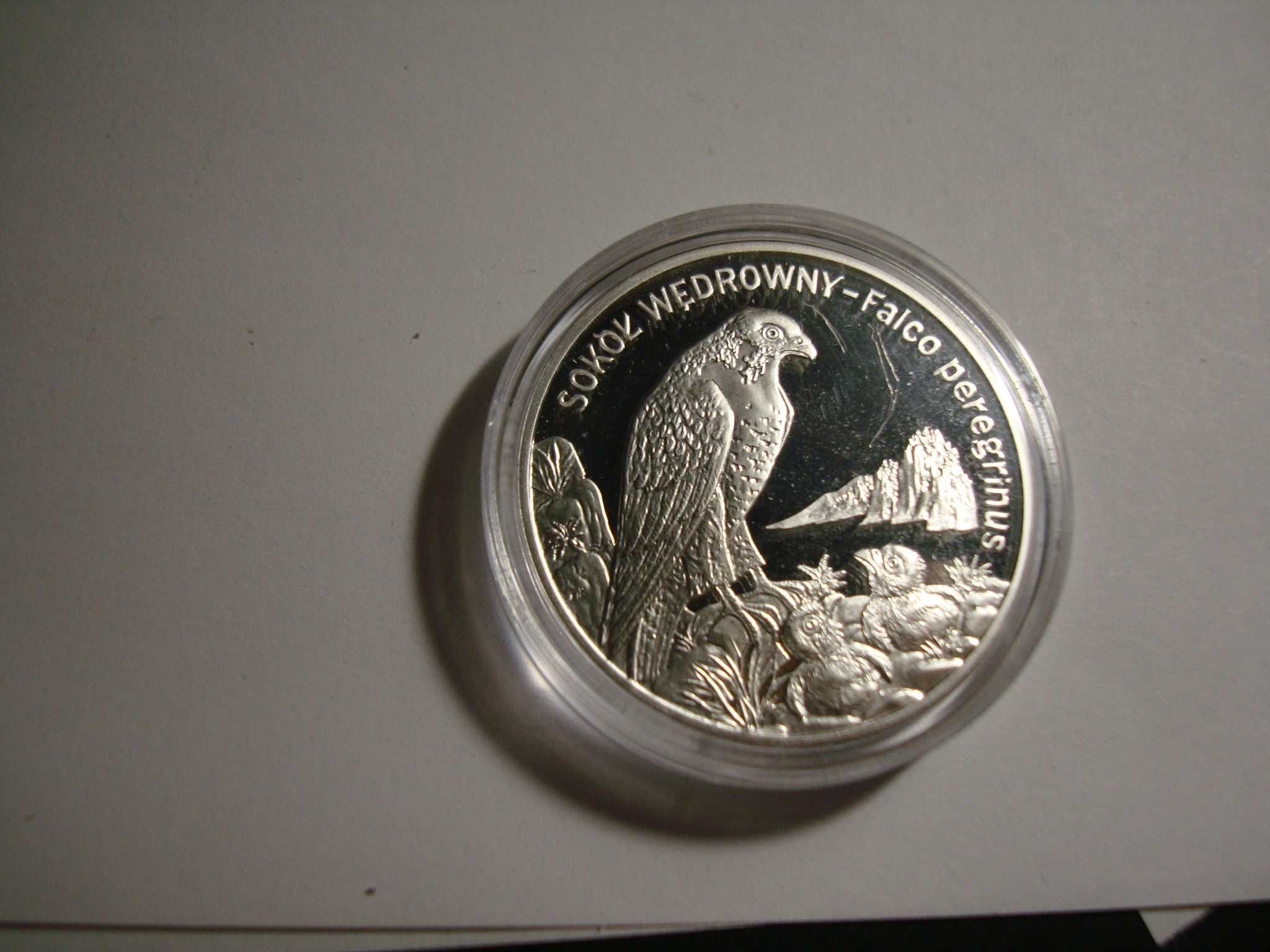 Srebrna moneta 20zł "Sokół wędrowny" z 2008r