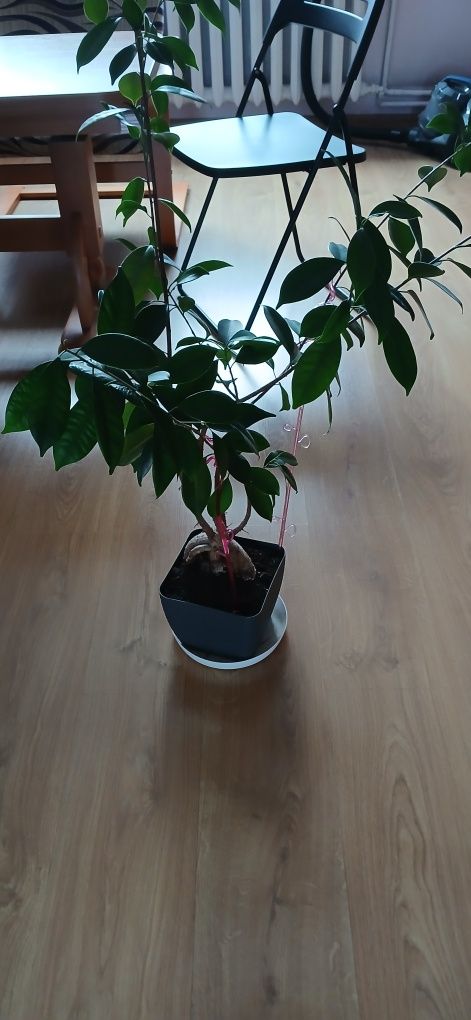 Drzewko Bonsai wys. około 120cm.