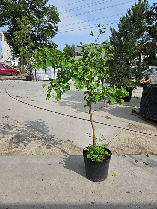 Miłorząb dwuklapowy (Ginkgo biloba) 150cm