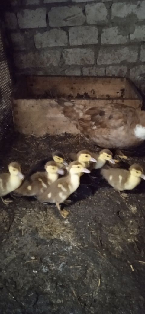 Продам каченят индокачки