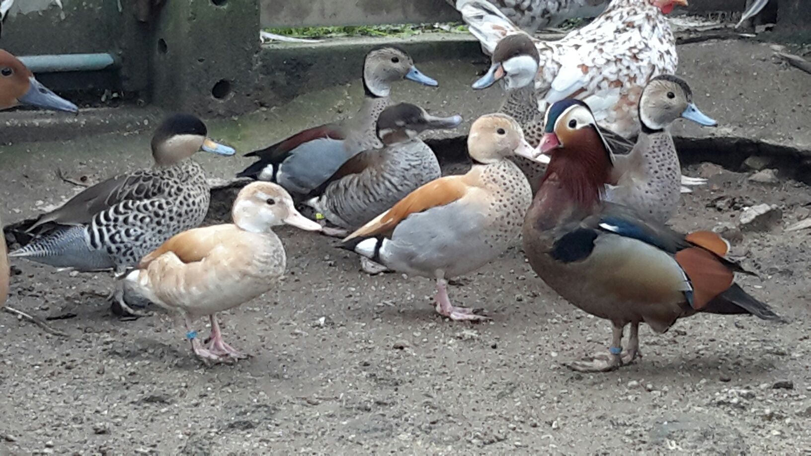 Pato *Mandarim*Carolino* variedades*