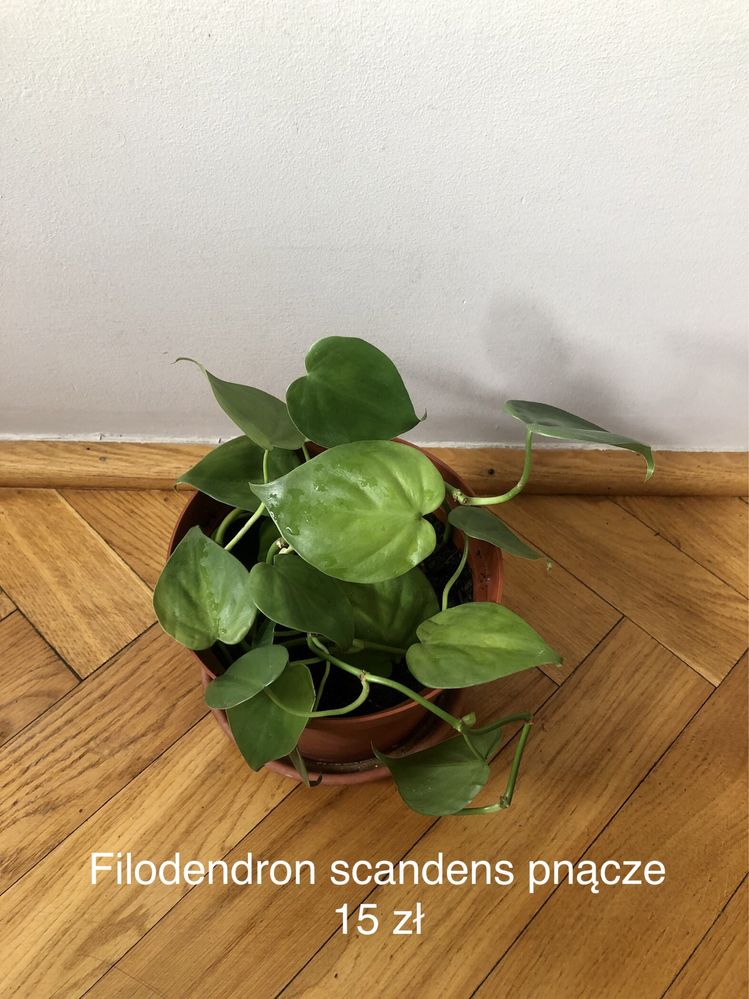 Rośliny doniczkowe: epipremnum, filodendron, sansevieria, zielistka!