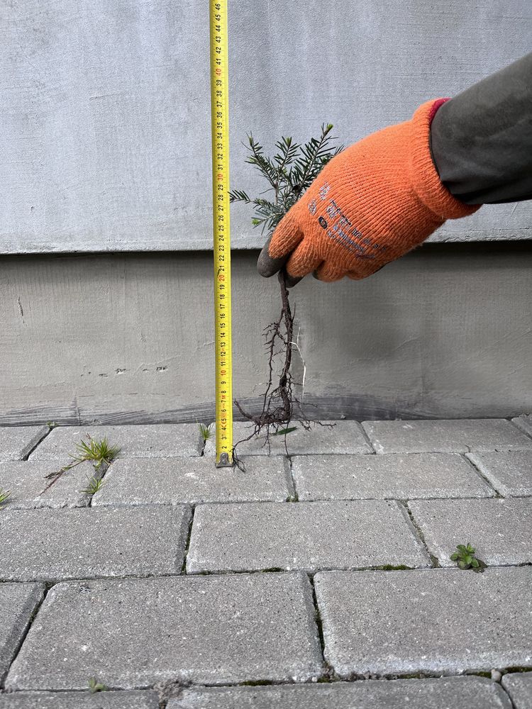 Sadzonka jodła pospolita