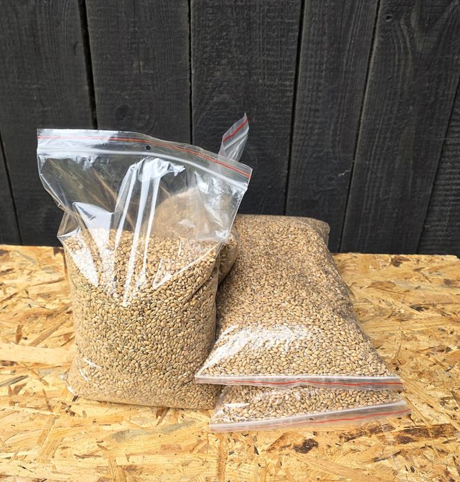 1,5kg Pszenica karma dla gryzoni chomika królika świnki morskiej