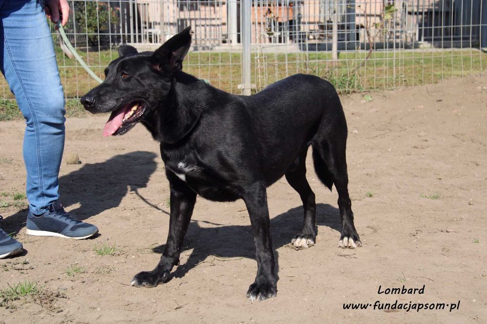 Lombard - czarny, sympatyczny pies
