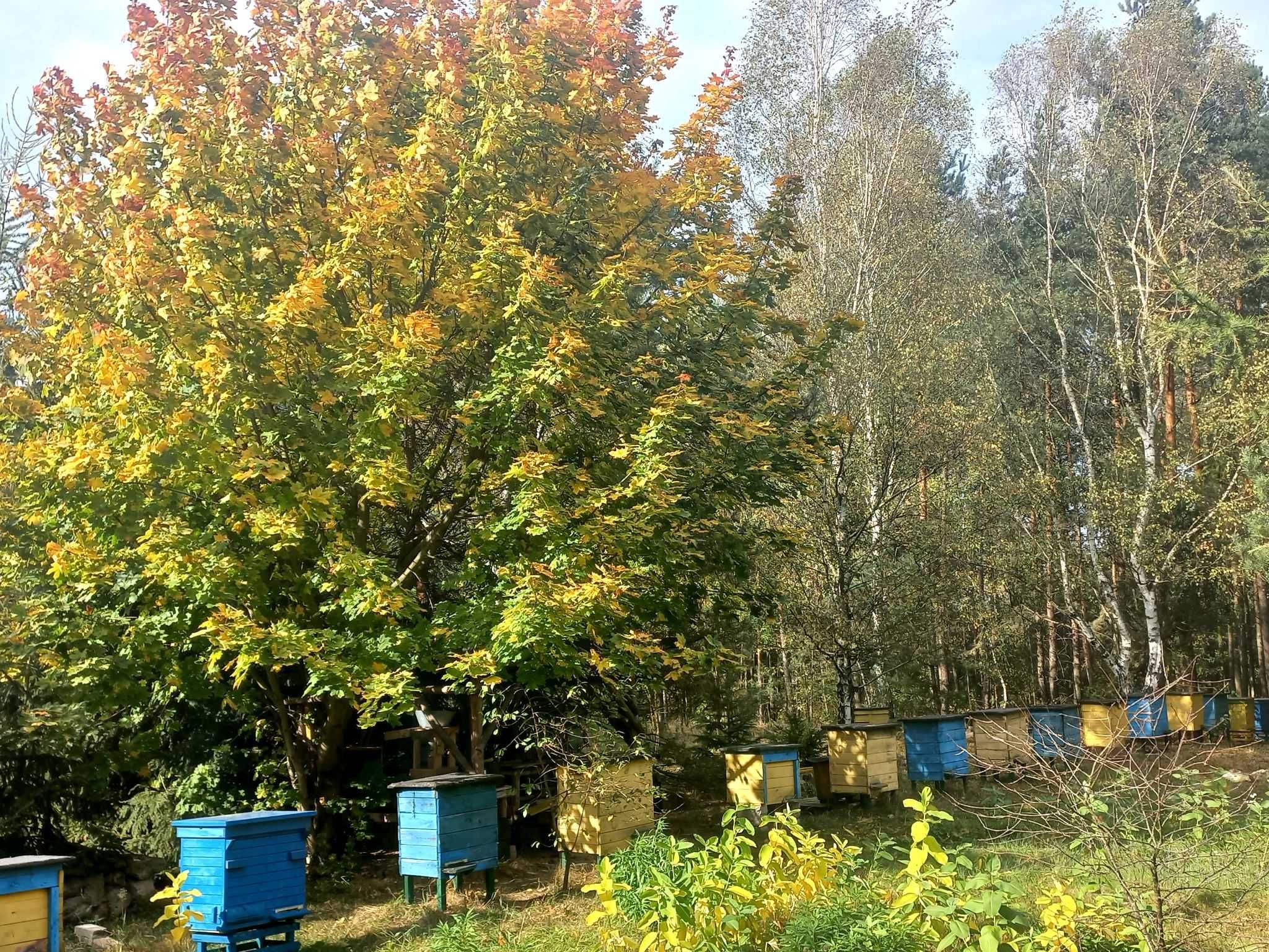 Odkłady pszczele - ramka warszawska zwykła